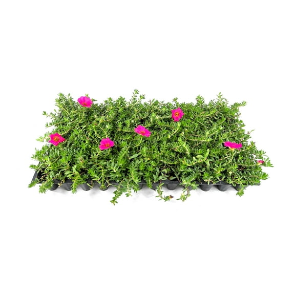 Purslane Hot Pink | 3 Live Plants | Portulaca grandiflora | Bright Pink Succulent Flowers | Spreading Ground Cover for Sunny Spaces