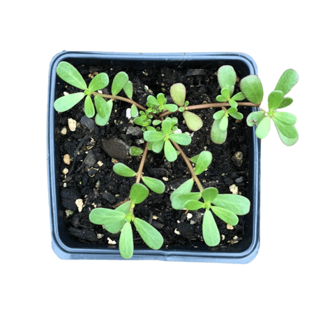 Purslane (Portulaca oleracea) Organic Plant in 2.5-inch Pot by Smoke Camp Crafts - Common Purslane, Pursley, Little Hogweed