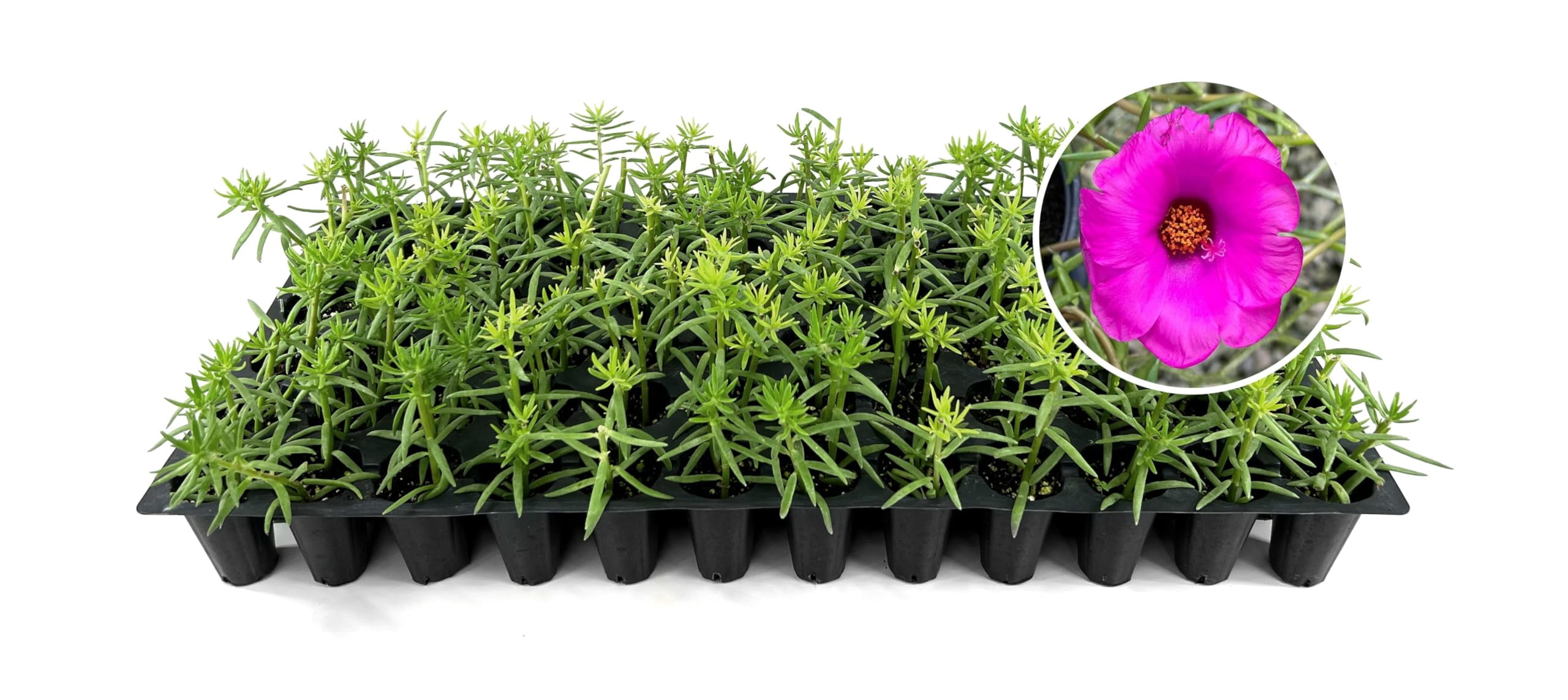 Purslane Samba Hot Rose | 10 Live Plants | Portulaca oleracea | Succulent Flowers | Heat and Drought Ground Cover
