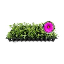 Purslane Samba Hot Rose | 10 Live Plants | Portulaca oleracea | Succulent Flowers | Heat and Drought Ground Cover