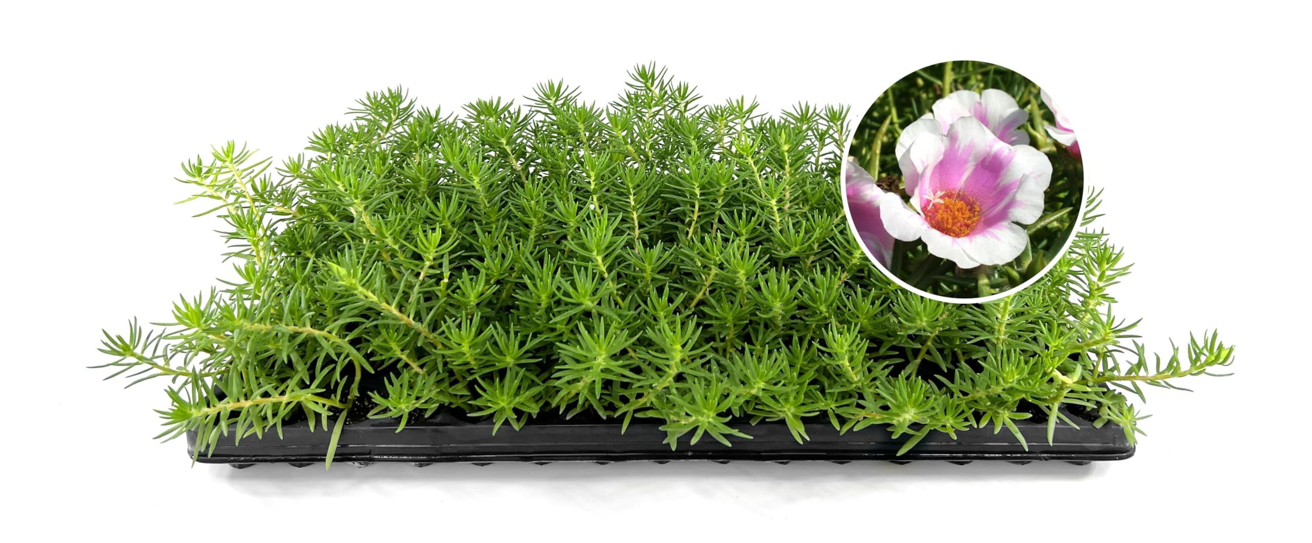 Purslane Samba Pink Bicolor | 3 Live Plants | Portulaca oleracea | Two-Tone Pink Flowers | Heat Resistant Trailing Groundcover