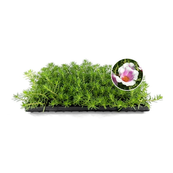 Purslane Samba Pink Bicolor | 3 Live Plants | Portulaca oleracea | Two-Tone Pink Flowers | Heat Resistant Trailing Groundcover