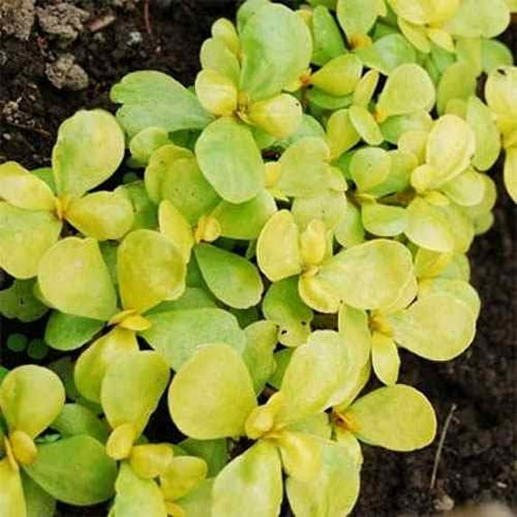 Purslane Seeds - Golden Purslane Herb Seed - 10000 Seeds