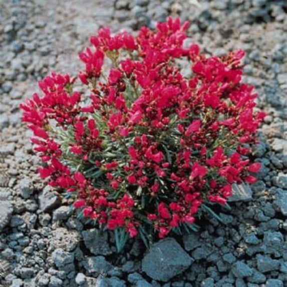 Purslane Seeds - Rock Purslane Herb Seed - 2000 Seeds