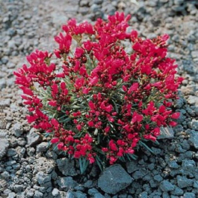 Purslane Seeds - Rock Purslane Herb Seed - 2000 Seeds