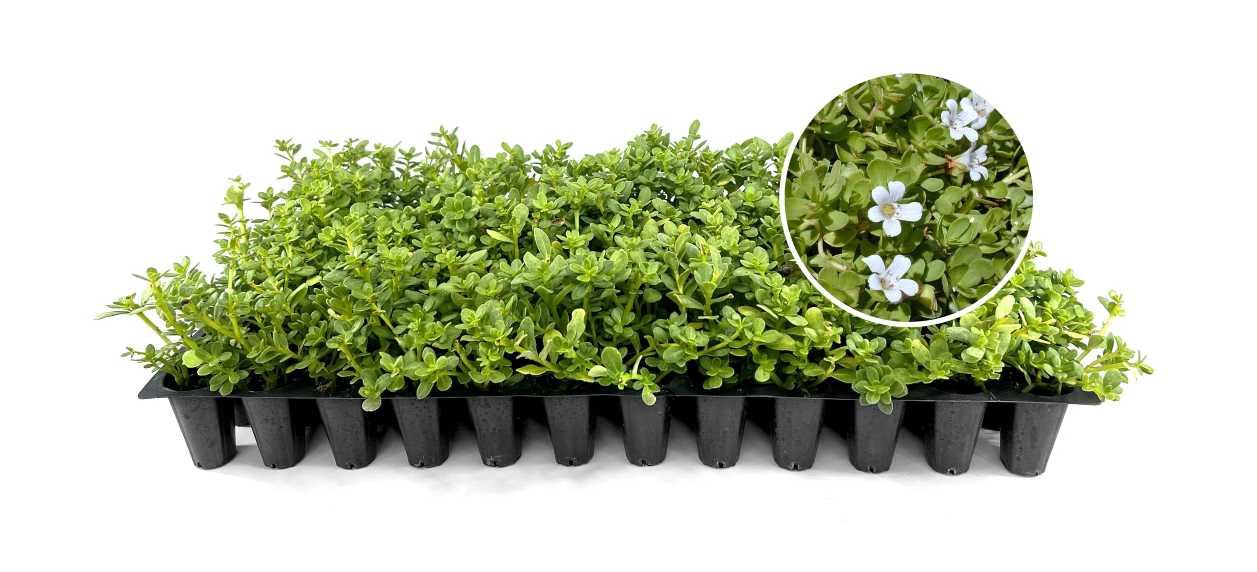 Purslane White | 3 Live Plants | Portulaca grandiflora | White Flowering Succulent | Heat and Drought Tolerant Ground Cover