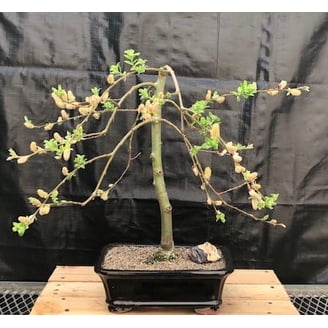 Bonsai Kitten