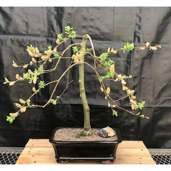 Pussy Willow Bonsai Tree Cutting to Grow - Has Beautiful Catskins
