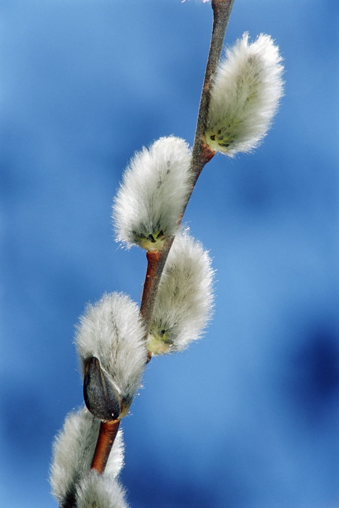 Pussy Willow Catkins Canvas Art - Mike Grandmaison Design Pics (12 x 18)