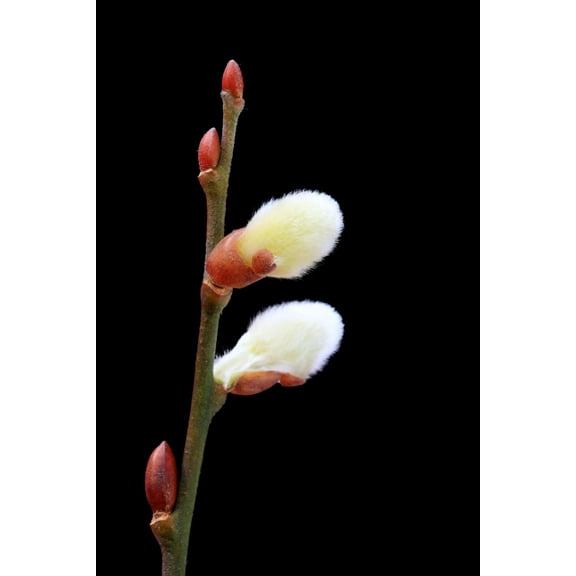 Pussy Willow Tree Cuttings to Plant - Grow Stunning Catskin Willow Trees (2 Cuttings)