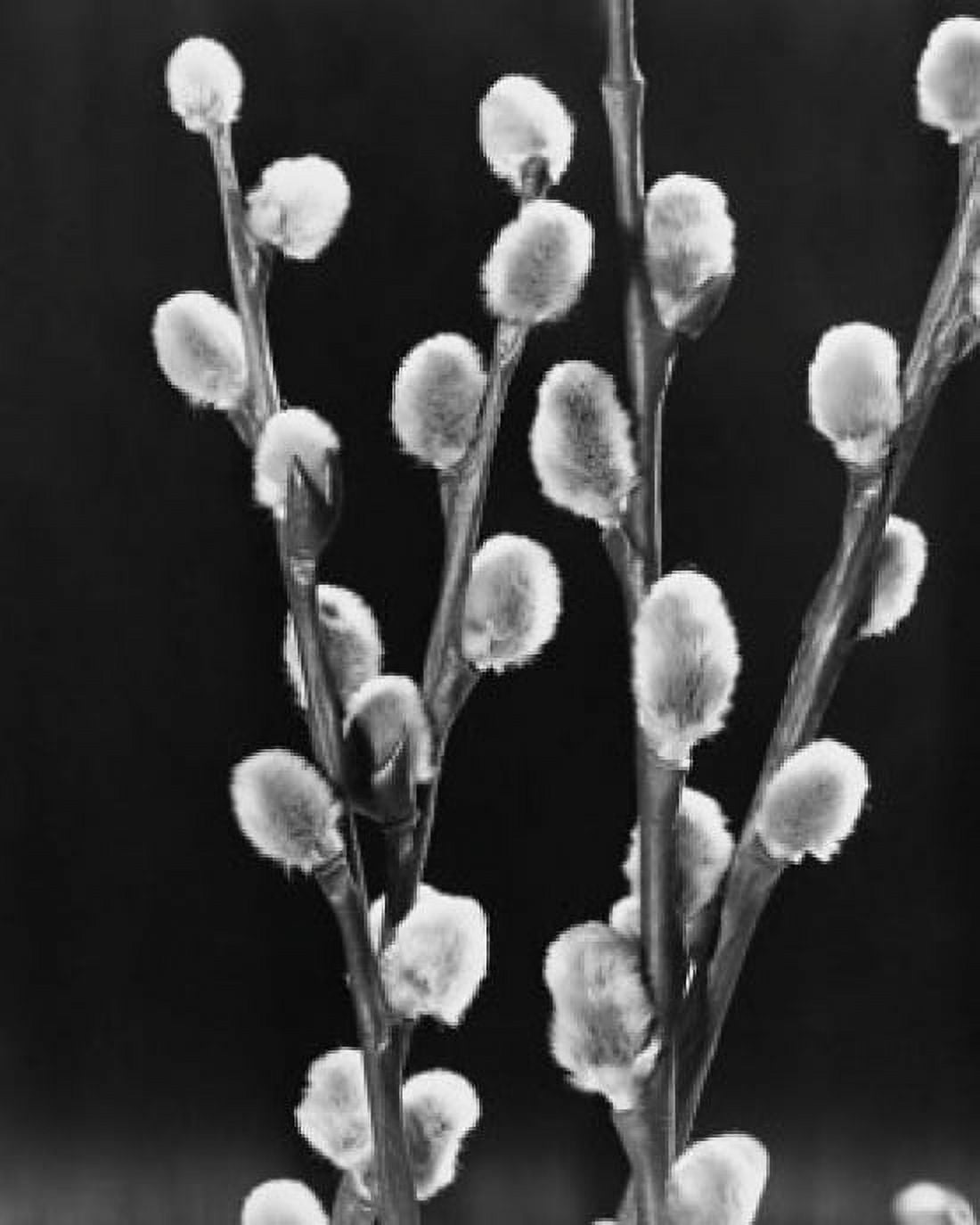 Pussy Willows Canvas Art - (24 x 36)