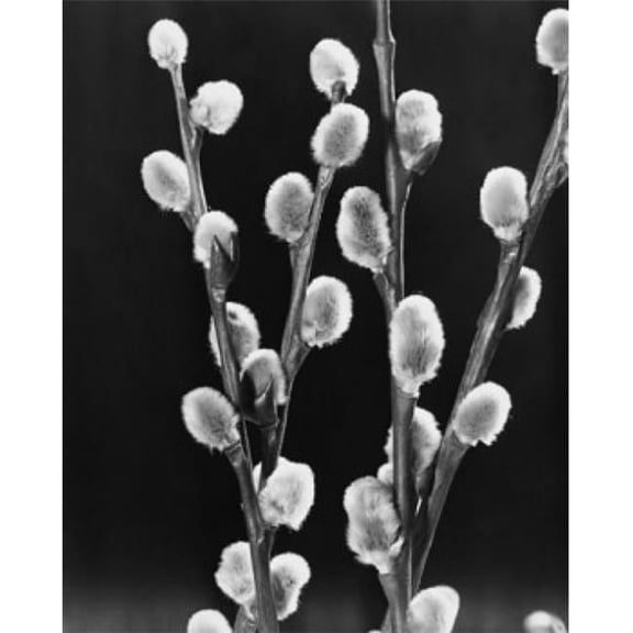Pussy Willows Poster Print, 18 x 24