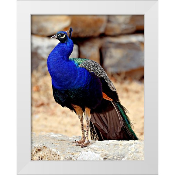 Putman, Tammy 12x14 White Modern Wood Framed Museum Art Print Titled - Posing Peacock III
