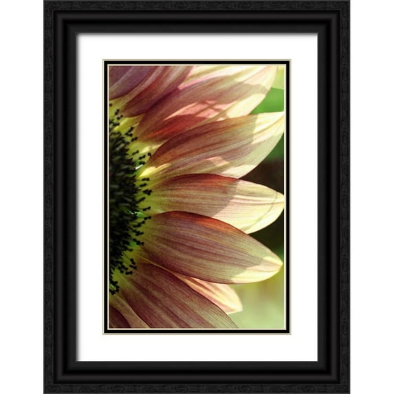 Putman, Tammy 23x32 Black Ornate Wood Framed with Double Matting Museum Art Print Titled - Sunflower IV