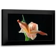 thumbnail image 1 of Putman, Tammy 24x17 Black Modern Framed Museum Art Print Titled - Peach Lily, 1 of 5