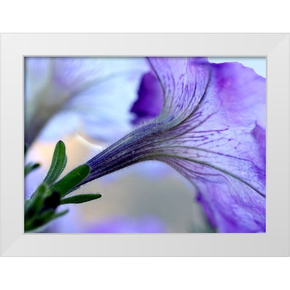 Putman, Tammy 24x19 White Modern Wood Framed Museum Art Print Titled - Purple Light