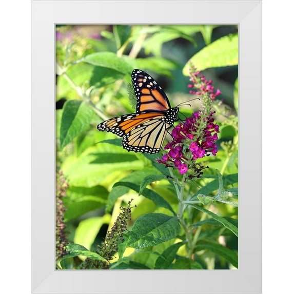 Putman, Tammy 25x32 White Modern Wood Framed Museum Art Print Titled - Monarch Garden I