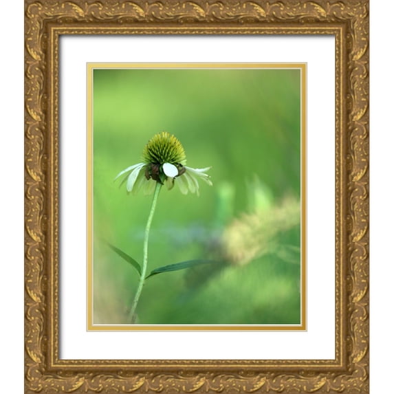 Putman, Tammy 26x31 Gold Ornate Wood Framed with Double Matting Museum Art Print Titled - White Cones I