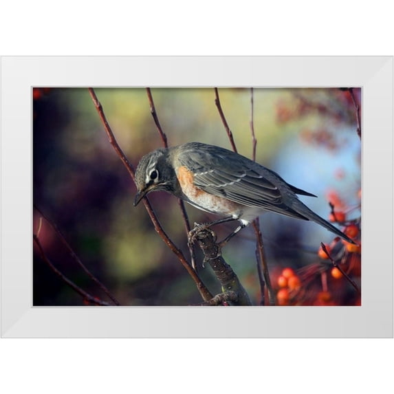 Putman, Tammy 32x23 White Modern Wood Framed Museum Art Print Titled - Robin the Berry III