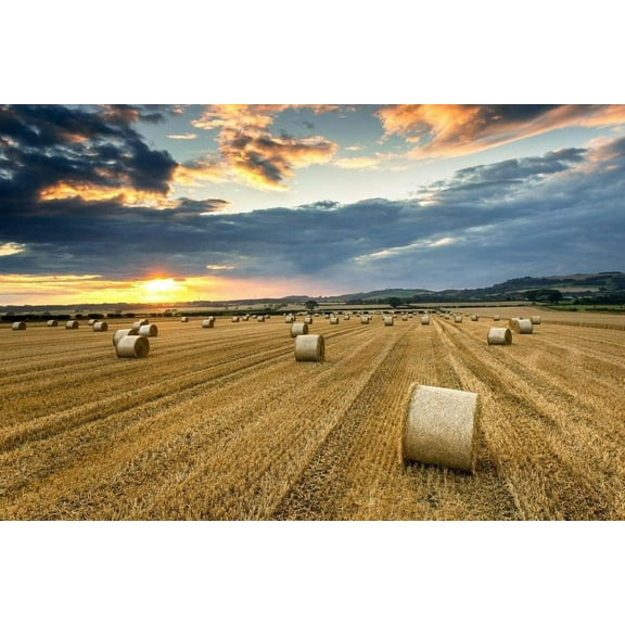Puzzle Jigsaw Puzzles for Adults300 Piece Farmers Field Full of Hay Bales at Sunset Roseberry Topping Wooden Jigsaw Puzzle Educational Family Game Toys Gift for Adults Teens