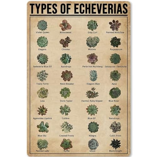 Puzzles 300 PCS Adult Jigsaw Puzzle - Painted Knowledge Wooden Rounded Corner Color an A - Z of Succulents Jigsaw Puzzle Beginners, Great Gift Framing, Multi-Color Jigsaw Puzzle