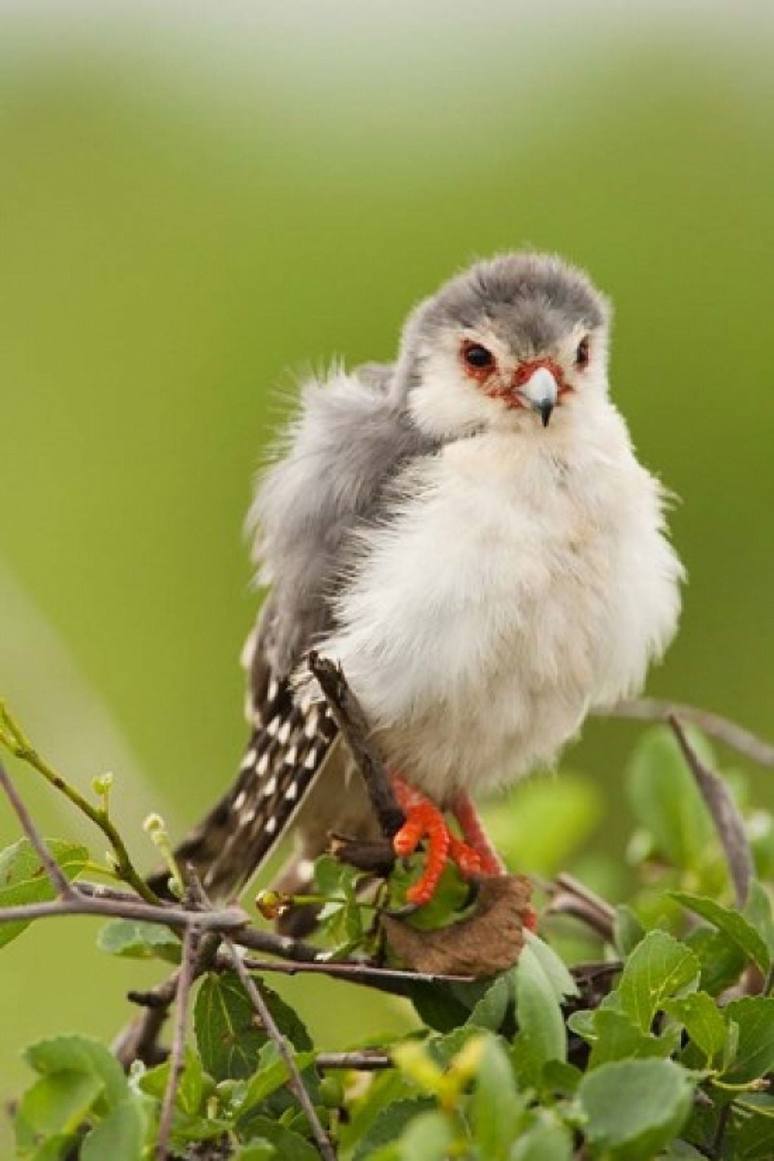 Pygmy Falcon Samburu Game Reserve Kenya Canvas Art - Joe & Mary Ann McDonald DanitaDelimont (24 x 36)