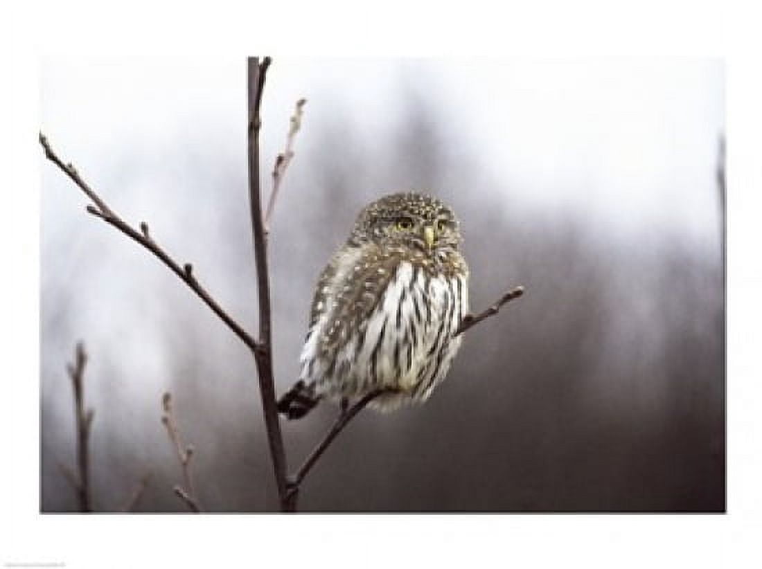 Pygmy Owl Canvas Art - (24 x 18)