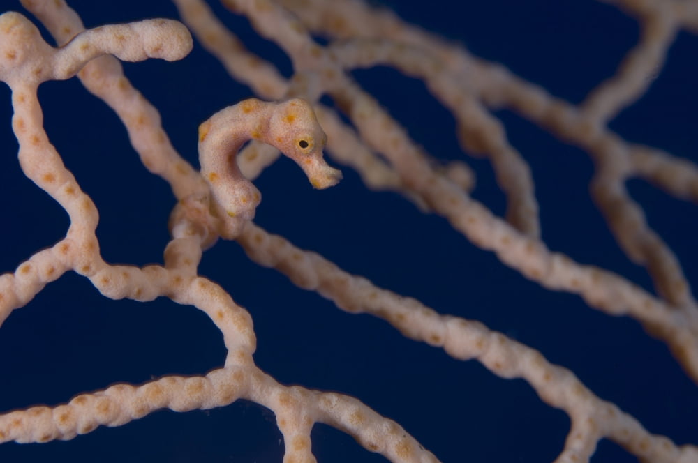 Pygmy Seahorse on sea fan Papua New Guinea Canvas Art - Steve JonesStocktrek Images (18 x 12)
