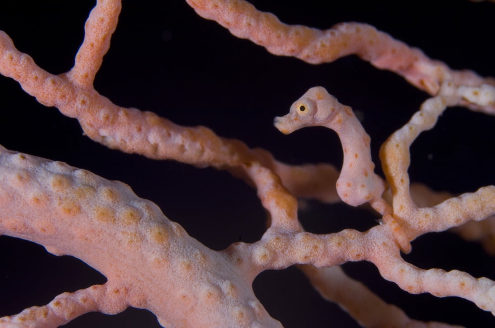 Pygmy Seahorse on sea fan Papua New Guinea Canvas Art - Steve JonesStocktrek Images (18 x 12)