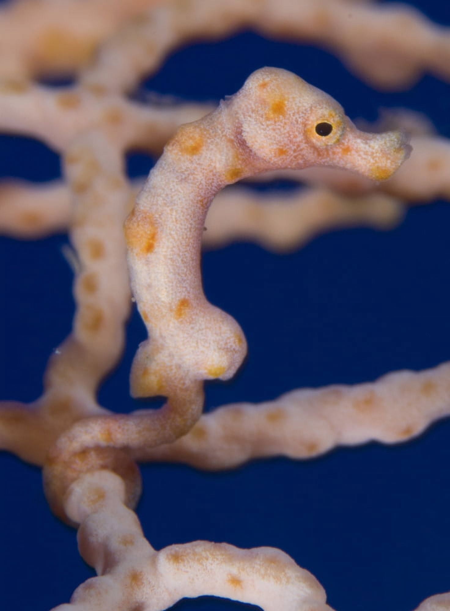 Pygmy Seahorse on sea fan Papua New Guinea Canvas Art - Steve JonesStocktrek Images (25 x 33)