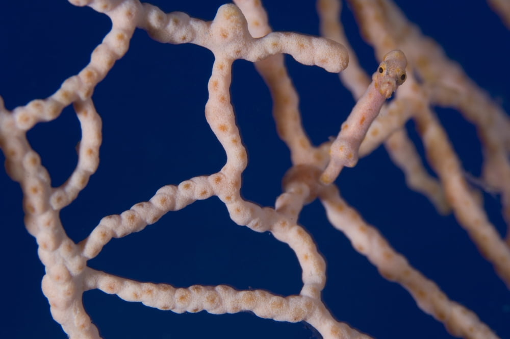Pygmy Seahorse on sea fan Papua New Guinea Canvas Art - Steve JonesStocktrek Images (35 x 23)