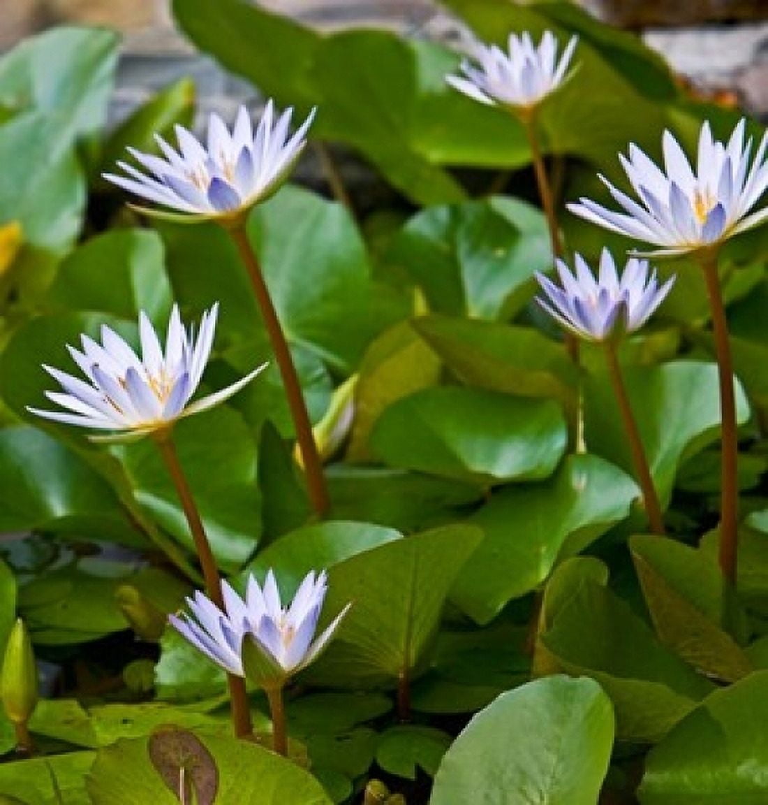 Pygmy Water Lily flower Canvas Art - Joe Restuccia III DanitaDelimont (30 x 32)