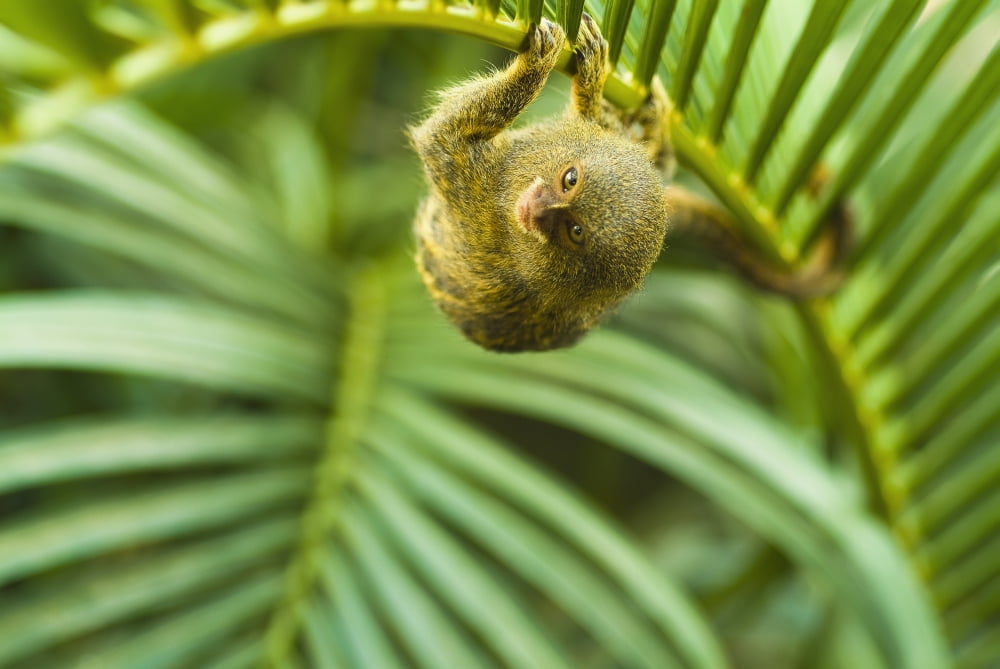 Pygmy marmosets native to ecuador are the smallest primateGuayaquil ecuador Canvas Art - Brian Guzzetti Design Pics (19 x 12)
