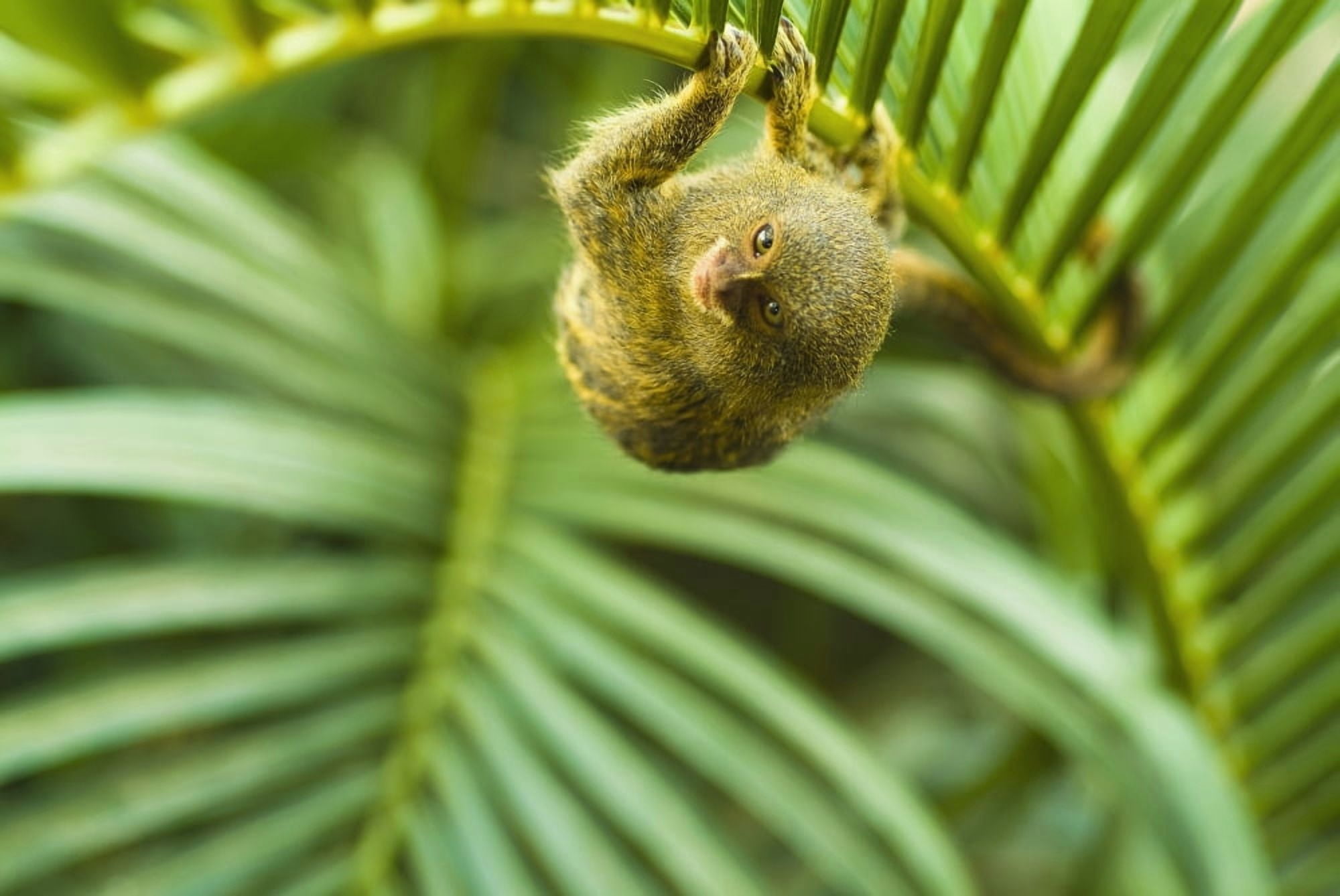 Pygmy marmosets native to ecuador are the smallest primateGuayaquil ecuador Canvas Art - Brian Guzzetti Design Pics (38 x 24)