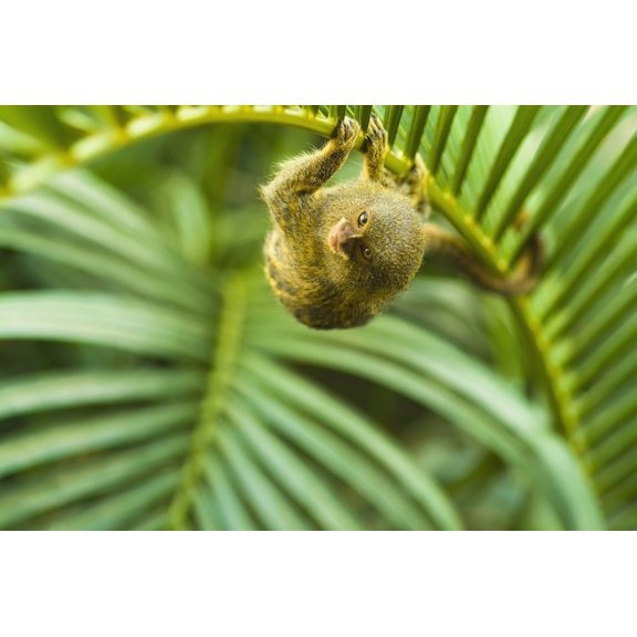 Pygmy marmosets native to ecuador are the smallest primateGuayaquil ecuador Canvas Art - Brian Guzzetti Design Pics (38 x 24)
