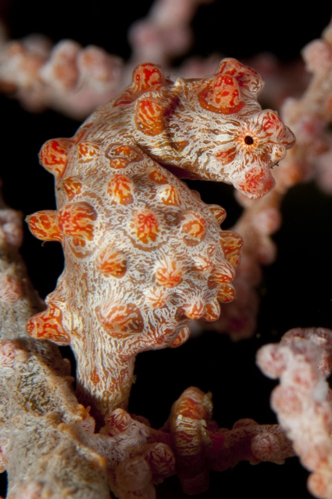 Pygmy seahorse on sea fan Lembeh Strait Indonesia Canvas Art - Steve JonesStocktrek Images (23 x 35)