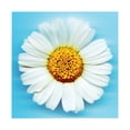 thumbnail image 1 of Pyramid International Big Daisy Print, 1 of 1