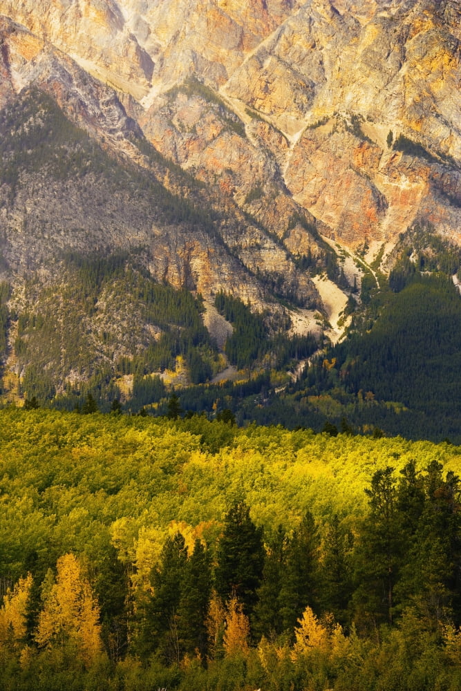 Pyramid Mountain And Fall Colours Jasper National Park Alberta Canvas Art - Yves Marcoux Design Pics (11 x 17)