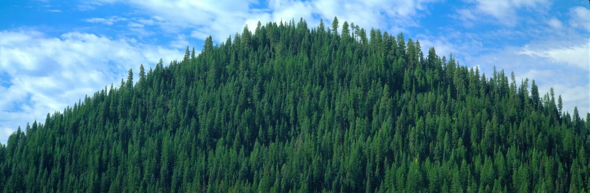 Pyramid of Pines Smith Ferry Idaho Canvas Art - Panoramic Images (27 x 9)