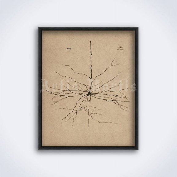 Pyramidal Neuron Santiago Ramon Y Cajal Poster, Vintage Neuroscience Wall Art Print