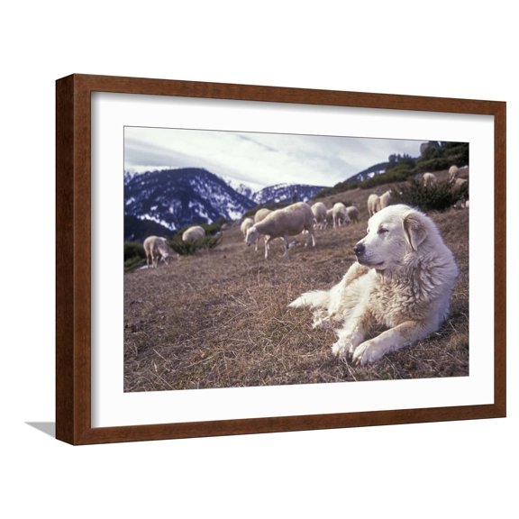 Art.com Pyrenean Mountain Dog Protecting Sheep Photographic Print, Brown Frame Wall Art, 23" x 17"