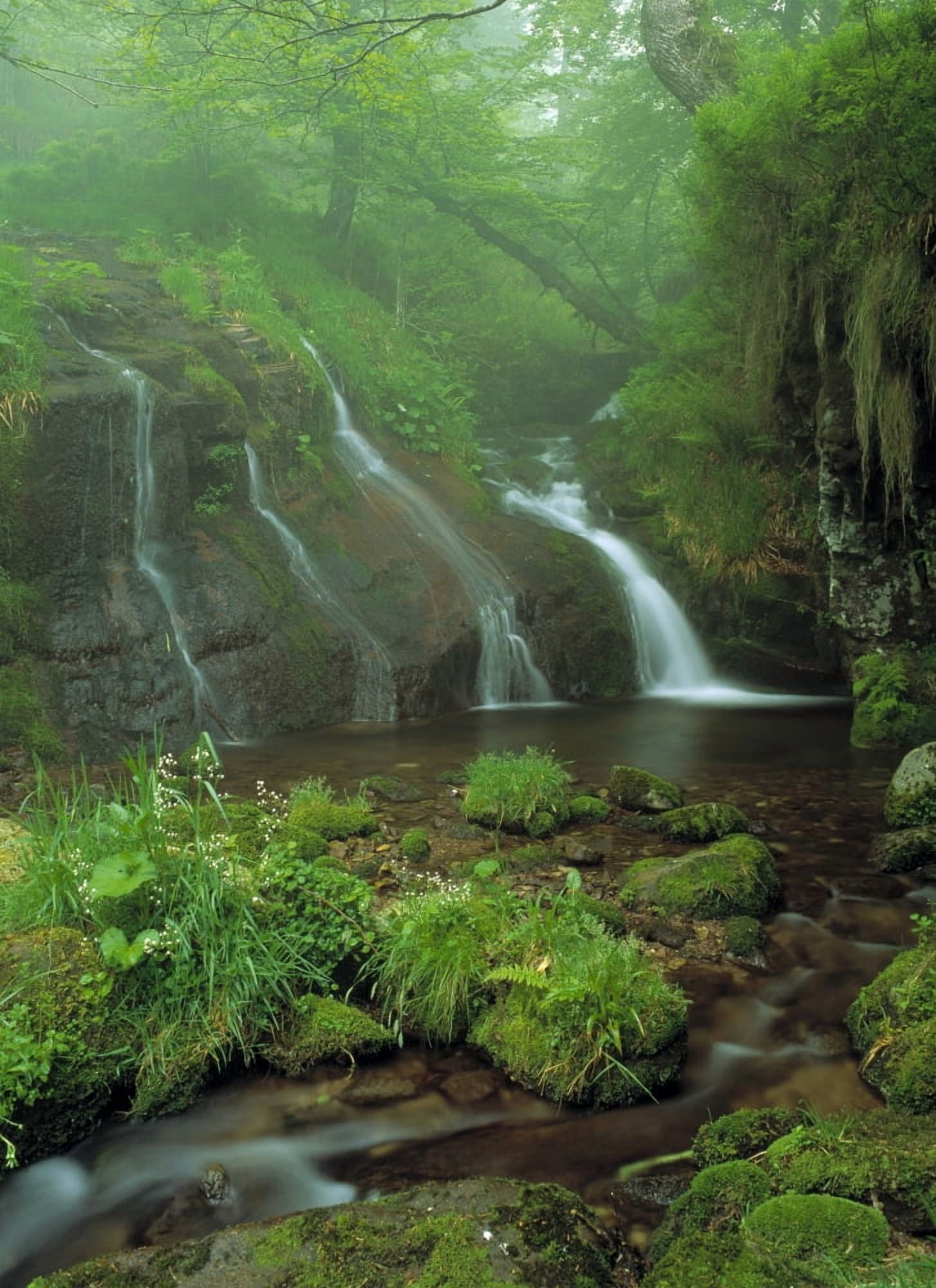 Pyrenees Stream France Canvas Art - Panoramic Images (18 x 24)