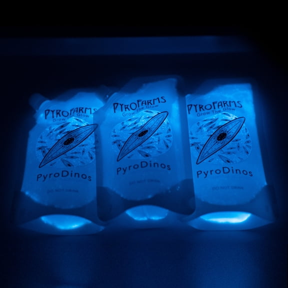 PyroDinos -3 pack- (600ml) Bioluminescent Dinoflagellates (microalgae)