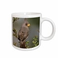 thumbnail image 1 of 3drose, Pyrrhuloxia Bird, Rio Grande Valley, Texas - Na02 Rnu0732 - Rolf Nussbaumer, 11oz Mug, 1 of 6