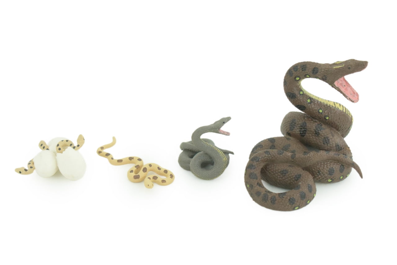 Python Life Cycle, 4 Piece Set, Hand Painted, Educational, High Quality ...