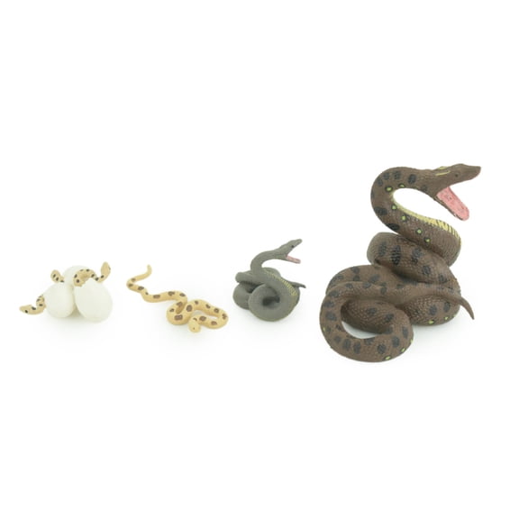 Python Life Cycle, 4 Piece Set, Hand Painted, Educational, High Quality Rubber Reptile, Realistic Snake, Diorama, Figure, Toys, Kids, Gift, 3 1/2 Inches. CH990 BB215