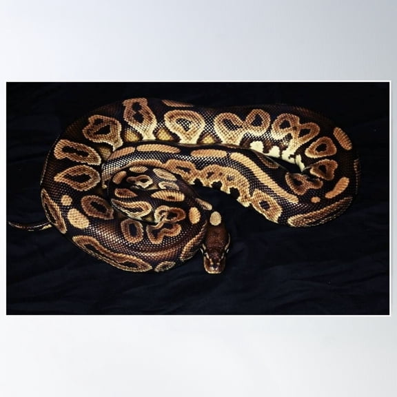 Python Regius Poster Wall Art, Modern Wall Decor For Living Room Bedroom, 24x36 UNFRAMED