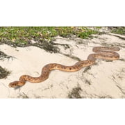 AFD Python Snake 99.5 Long