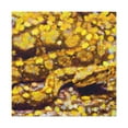 thumbnail image 1 of Python in Pointillism - Canvas, 1 of 25