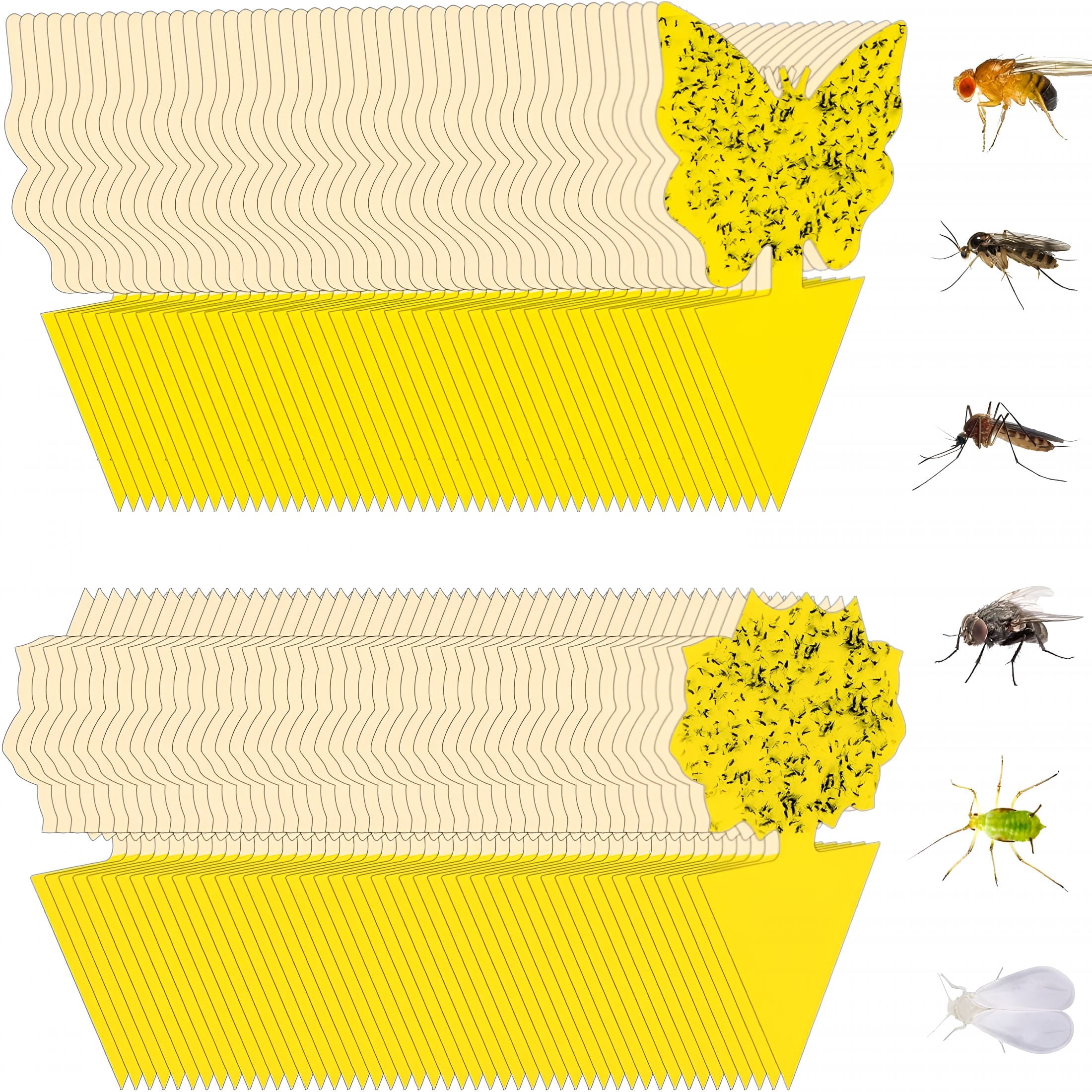 Gnatt Insect QARUN 96 Pack Fruit Fly Trap for Indoors,Fungus Gnat Killer Indoor ...
